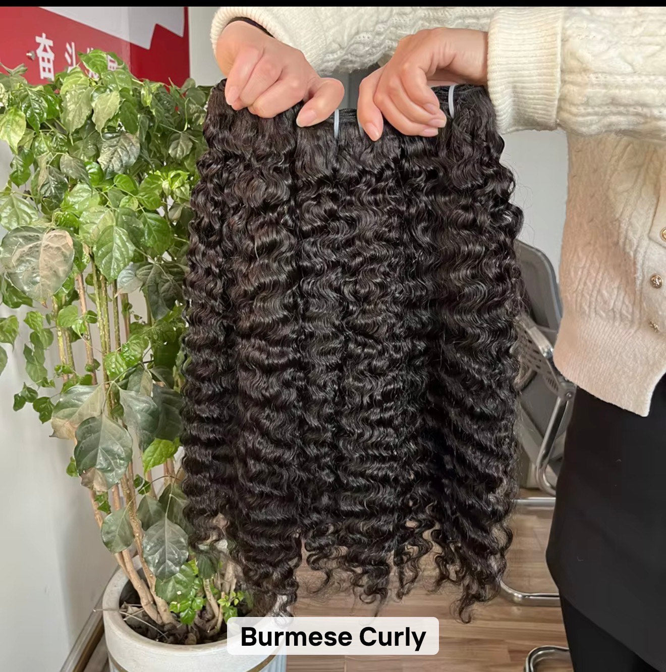 Burmese Curl